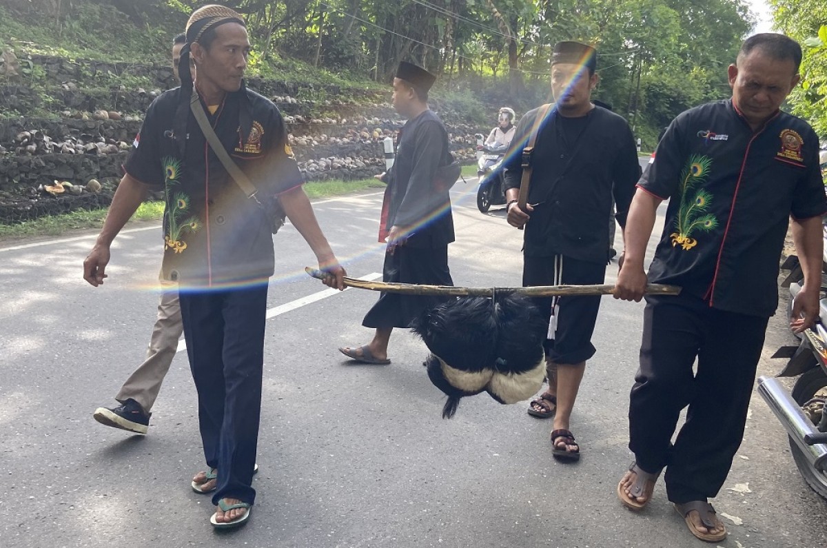 Proses larungkan kambing kendit (Foto-foto:Mita Kusuma/jatimnow.com)