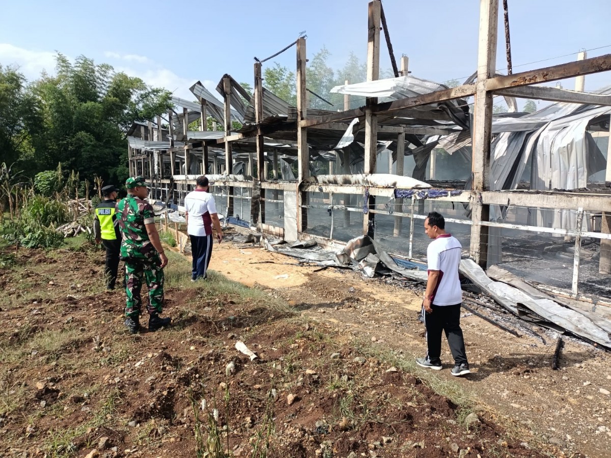 Kandang terbakar yang kerugiannya mencapai Rp1,8 miliar.(Foto: Humas Polres Ponorogo for jatimnow.com)