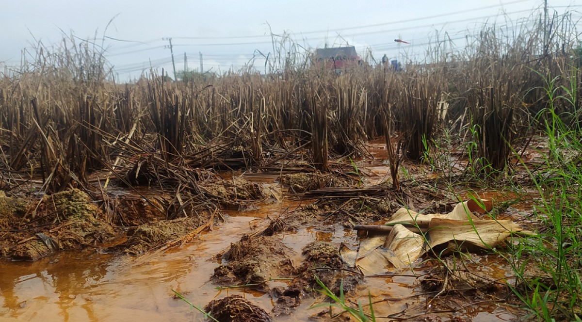 Limbah Pabrik di Lamongan Cemari Lahan Pertanian