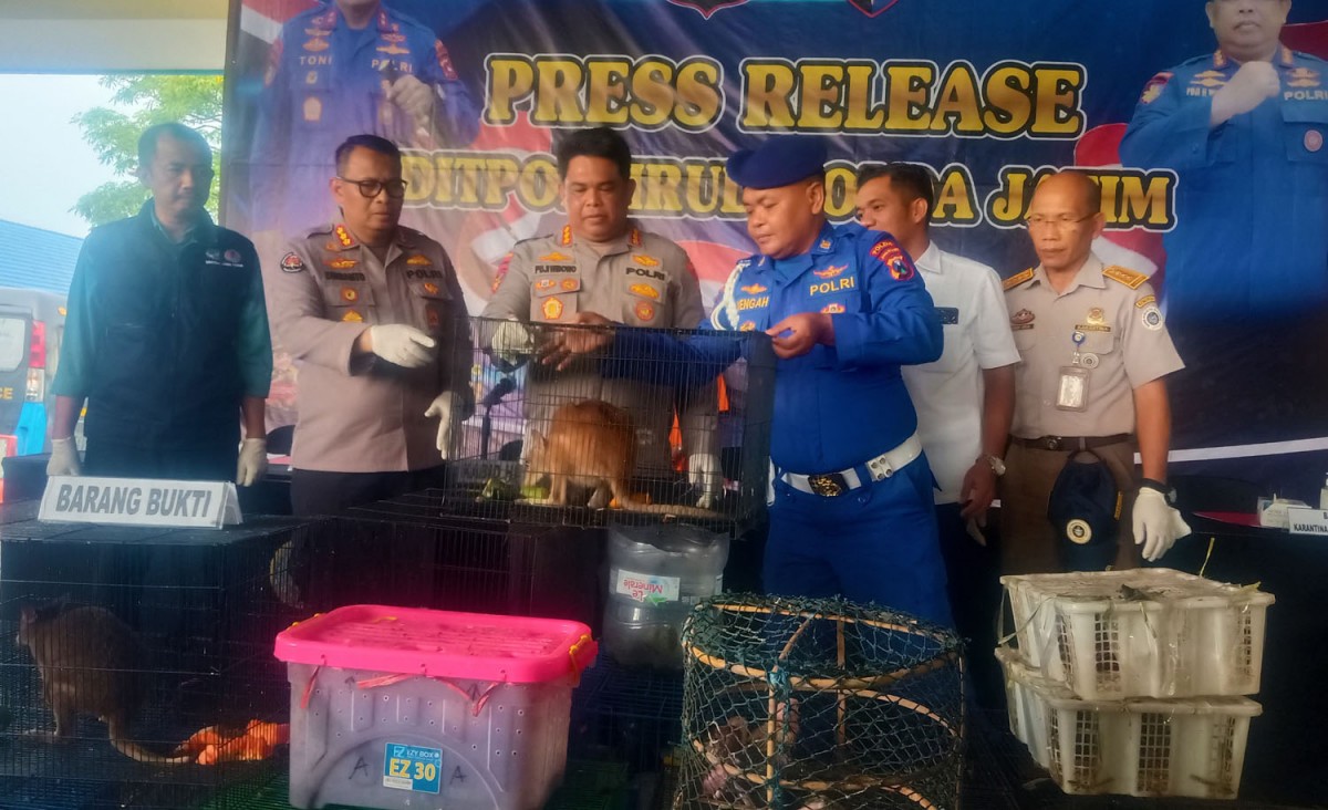 Ditpolairud Polda Jatim menunjukkan ratusan satwa dilindungi yang dikirim dari Papua tujuan Surabaya (Foto-foto: Zain Ahmad/jatimnow.com)