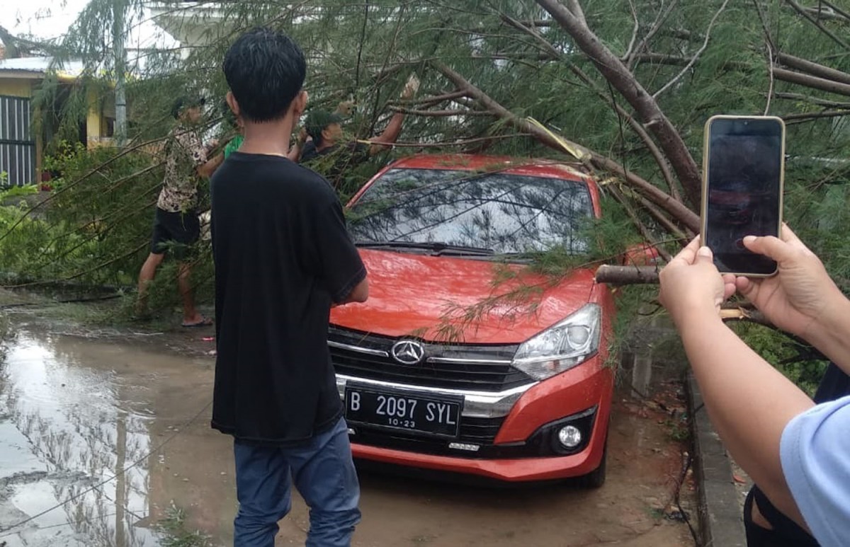 Pohon tumbang akibat hujan angin timpa mobil di Pamekasan - (Foto: Fathor Rahman/jatimnow.com)