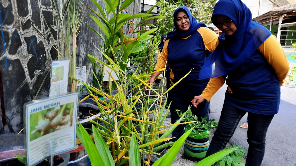 Cara Warga Mojokerto Kurangi Ketergantungan Obat Kimia dengan Toga