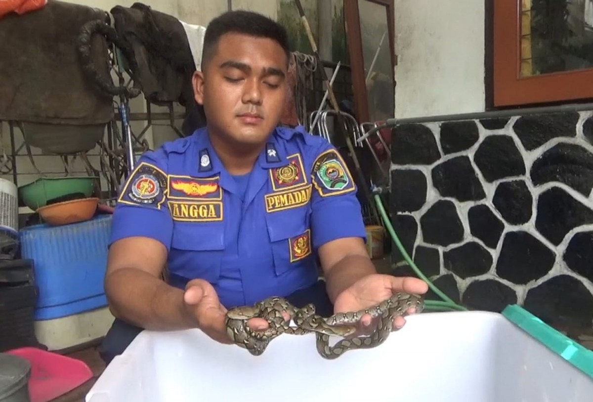 Petugas saat menunjukkan salah satu anakan ular piton yang dievakuasi (Foto-foto: Satpol PP Trenggalek)