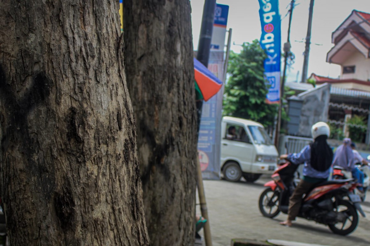 Pohon sonokeling di pinggir jalan Tulungagung (Foto: Bramanta Pamungkas/jatimnow.com)