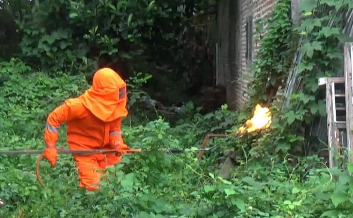 Evakuasi sarang tawon vespa dari rumah warga Dusun Balongsono, Desa Talunkidul, Kecamatan Sumobito, Kabupaten Jombang (Foto: Elok Pribadi/jatimnow.com)