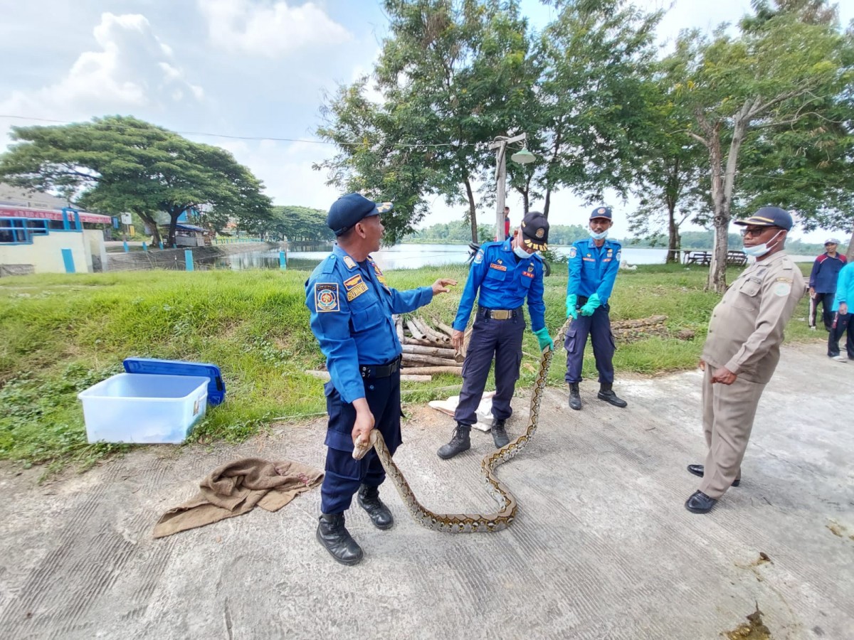 Salah satu petugas damkar, Satpol PP Lamongan, saat mengevakuasi ular di kandang warga. (Foto: Damkar Lamongan for jatimnow.com)