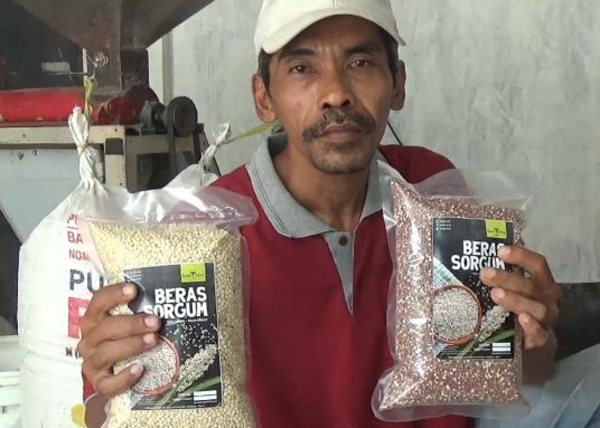Kisah Petani Jombang Sukses Budidayakan Sorgum Pengganti Beras