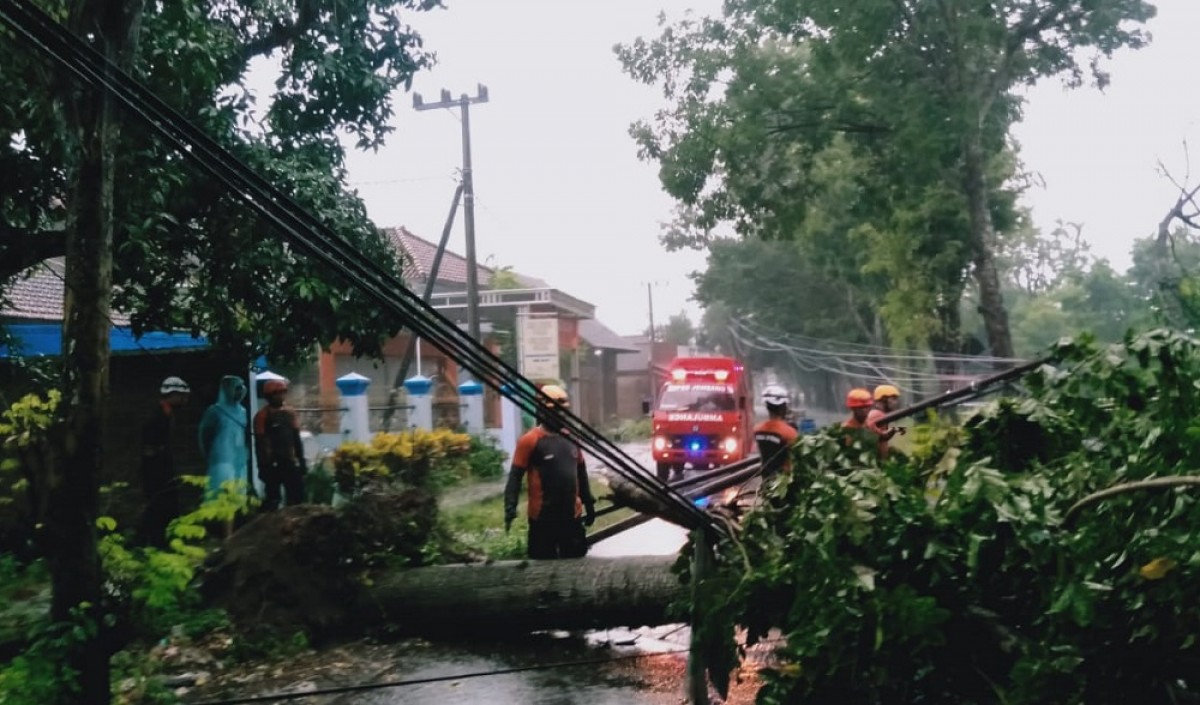 Petugas gabungan dari BPBD Kabupaten Jombang dan Polisi saat mengevakuasi pohon tumbang di jalan raya. (Foto: Elok Aprianto/jatimnow.com)