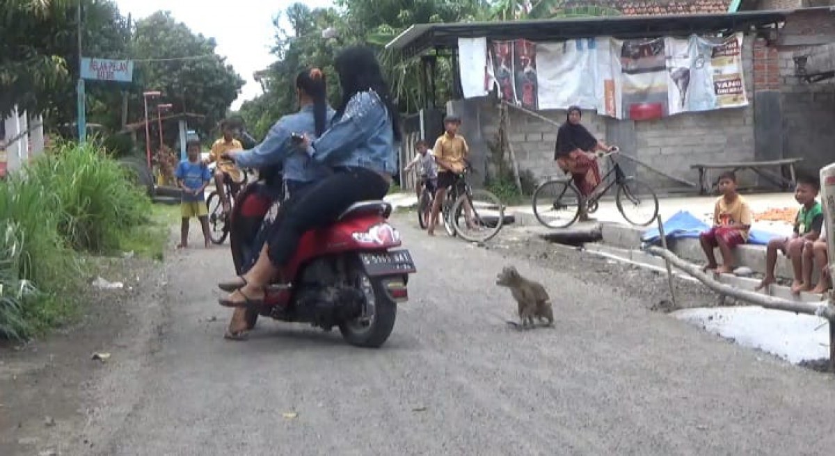 Monyet ekor panjang saat hendak menyerang pengendara motor. (Foto-foto: Elok Aprianto/jatimnow.com)