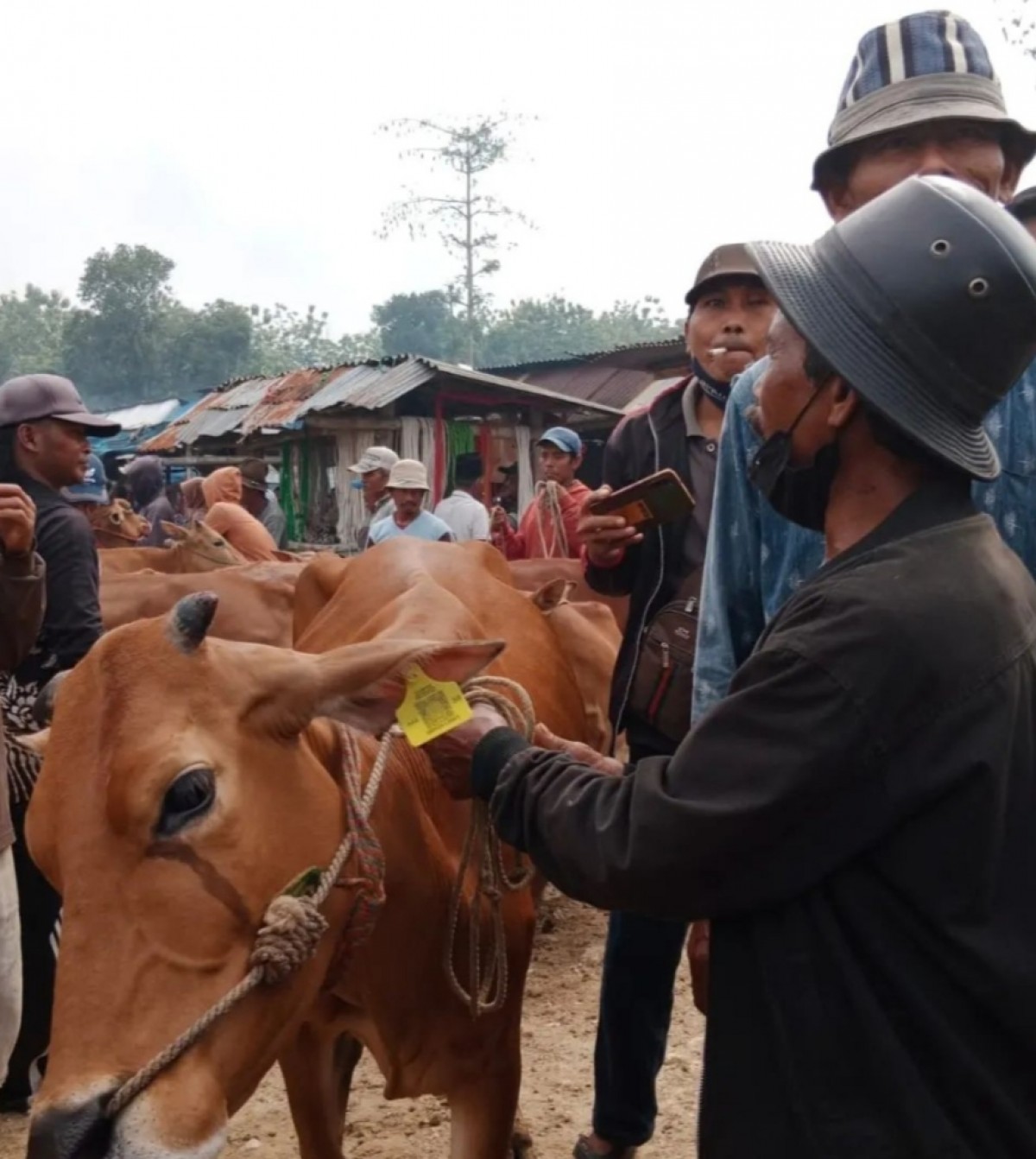 Seekor sapi yang sudah mendapatkan eartag dan dijual di pasar hewan di Bangkalan. (foto: fathor rahman/jatimnow.com)
