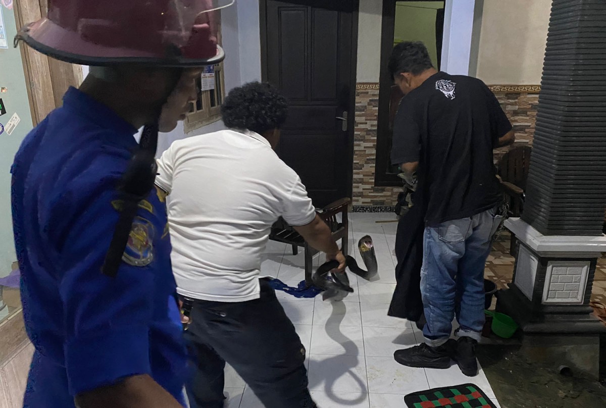 Petugas saat berusaha mengevakuasi king kobra di Trenggalek (Foto: Dok. Satpol PP dan Damkar Trenggalek)