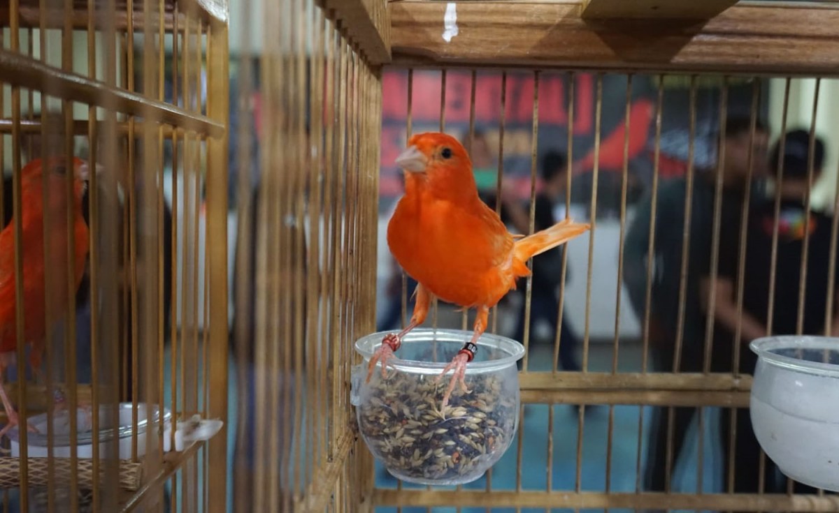 Kontes kecantikan burung kenari di GOR TNI AL di Juanda, Sidoarjo (Foto-foto: Wardana for jatimnow.com)