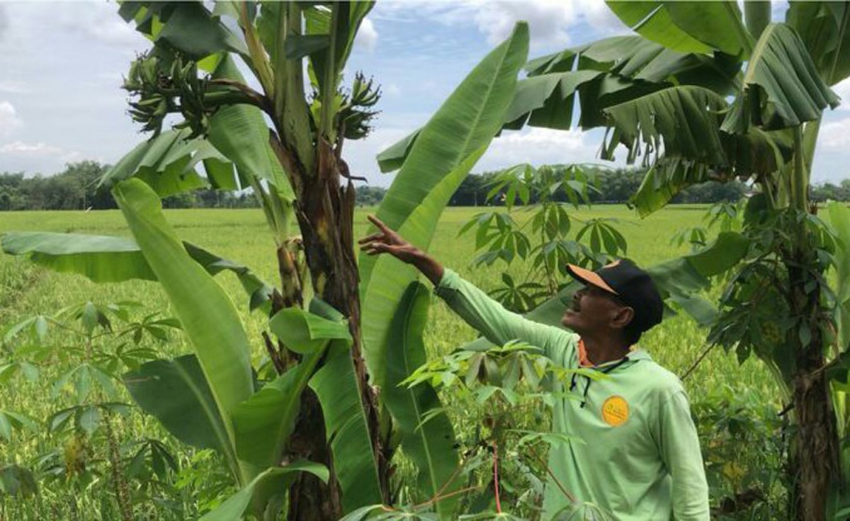 Penampakan pohon pisang bertandan lima yang tumbuh di area persawahan warga (Foto: Misbahul Munir/jatimnow.com)