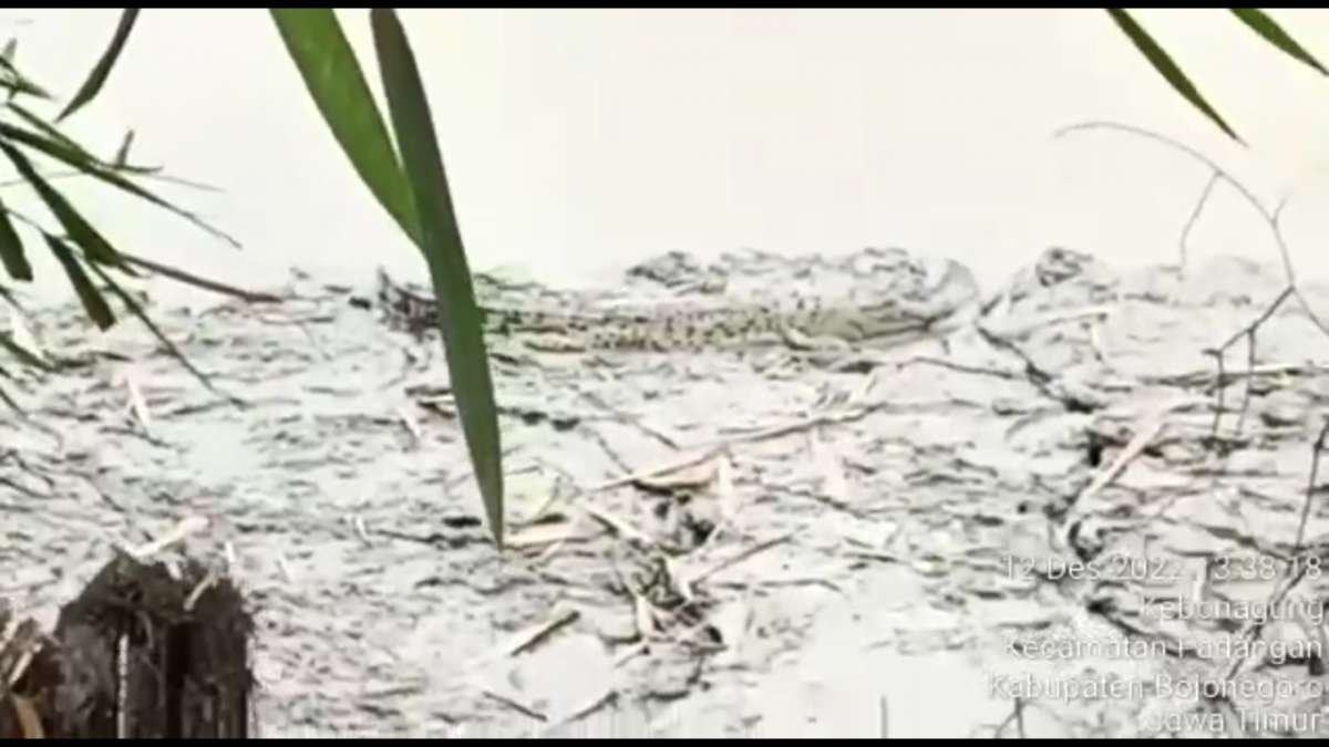 Tangkap layar video penampakan buaya di tepi sungai Bengawan Solo. (Foto: Misbahul Munir / jatimnow.com)