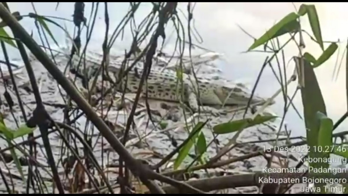 Buaya Muncul Lagi di Bengawan Solo, Warga Diimbau Waspada
