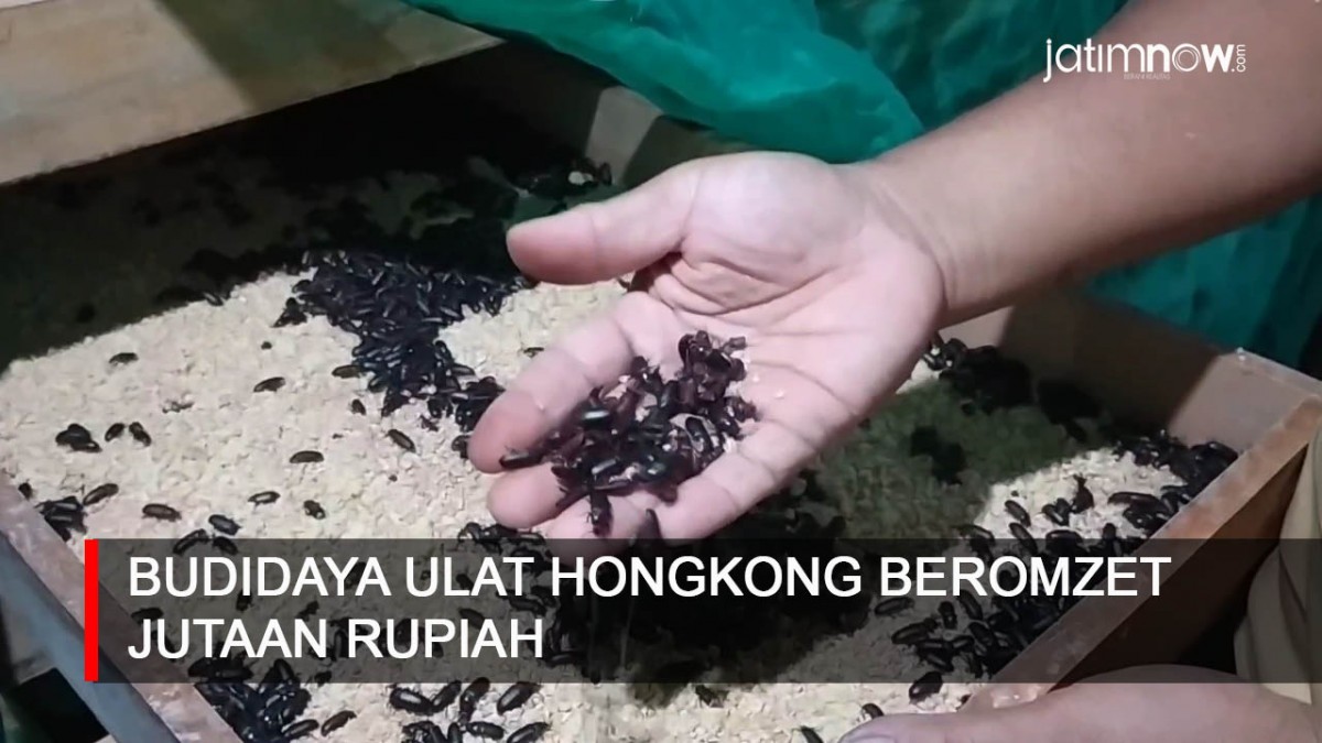 Video: Budidaya Ulat Hongkong Beromzet Jutaan Rupiah