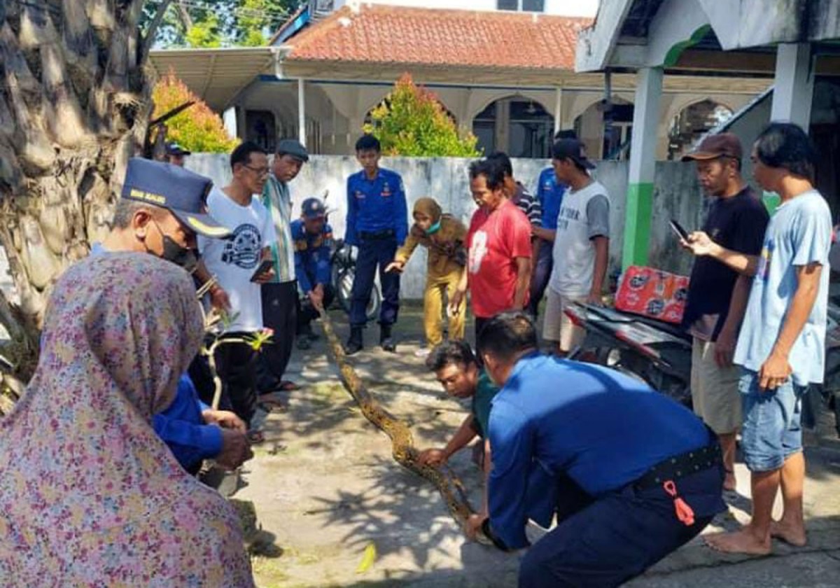 Ular sanca 4 meter berhasil dievakuasi Petugas Damkar Lamongan (Foto: Adyad Ammy Iffansah/jatimnow.com)