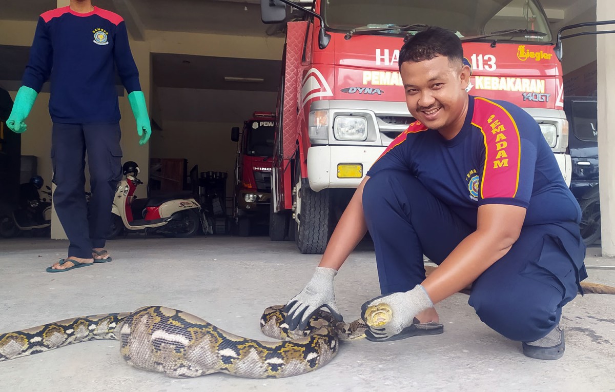 Penampakan ular sanca kembang pemangsa ayam warga di Lamongan (Foto: Adyad Ammy Iffansah/jatimnow.com)