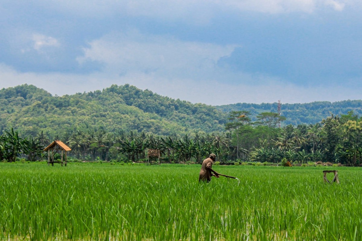 Produksi padi di Tulungagung perlu dilindungi guna menghindari penyustan produksi pangan. (foto: Bramanta Pamungkas/jatimnow.com)