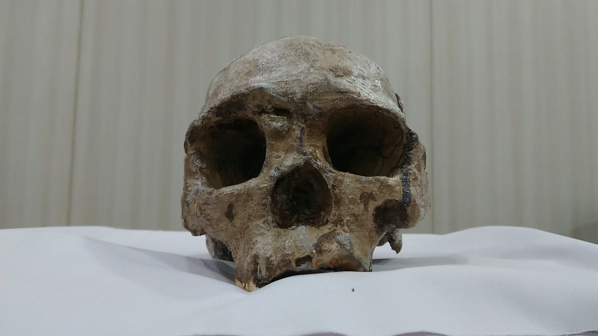 Ini Penampakan Replika Fosil Homo Wajakensis dari Museum Leiden Belanda