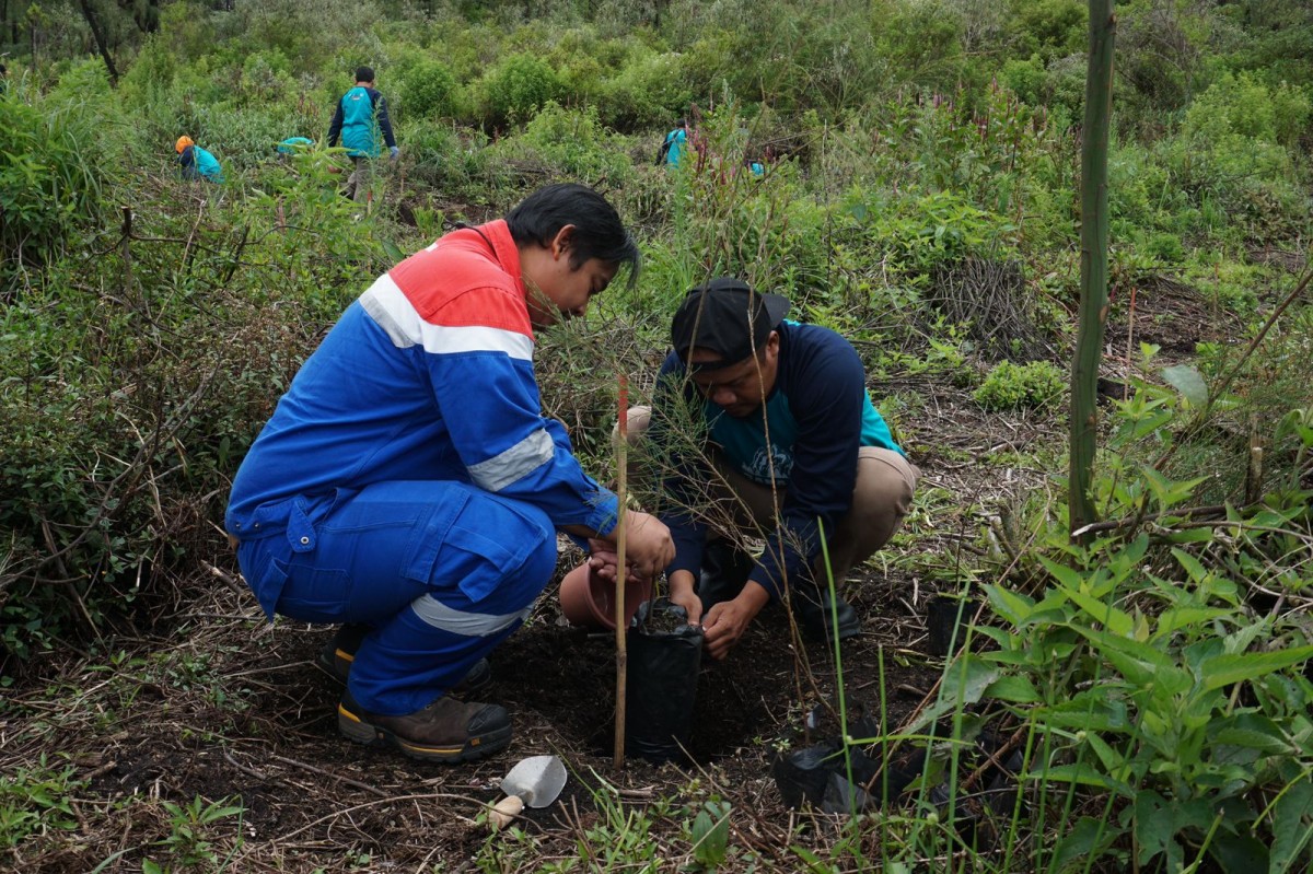 Penanaman bibit cemara . (Foto: Pertamina)