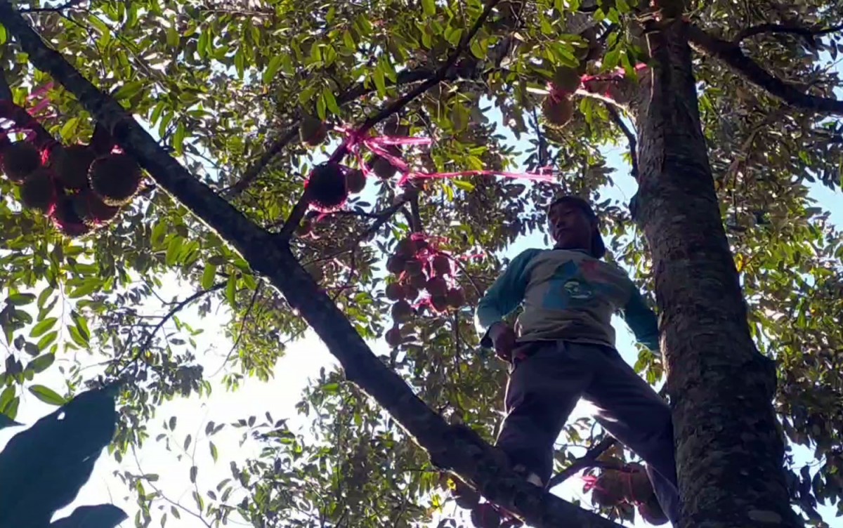 Budi Wiyanto, salah satu petani di Dusun Mangirejo, Desa/Kecamatan Wonosalam, Kabupaten Jombang saat memanen durian di kebunnya (Foto-foto: Elok Aprianto/jatimnow.com)