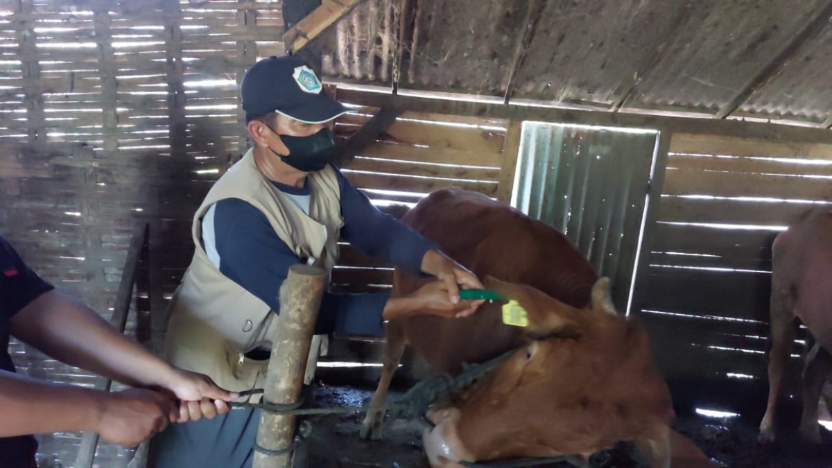 Vaksinasi PMK dan kontroling penyakit LSD kepada hewan ternak Lamongan. (foto : Adyad Ammy Iffansah/jatimnow.com)