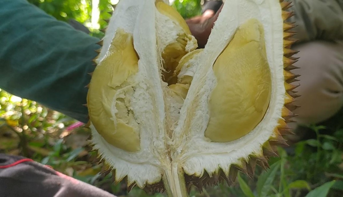 Durian Wonosalam yang rasanya manis legit, pahit. (Foto-foto: Elok Aprianto/jatimnow.com)