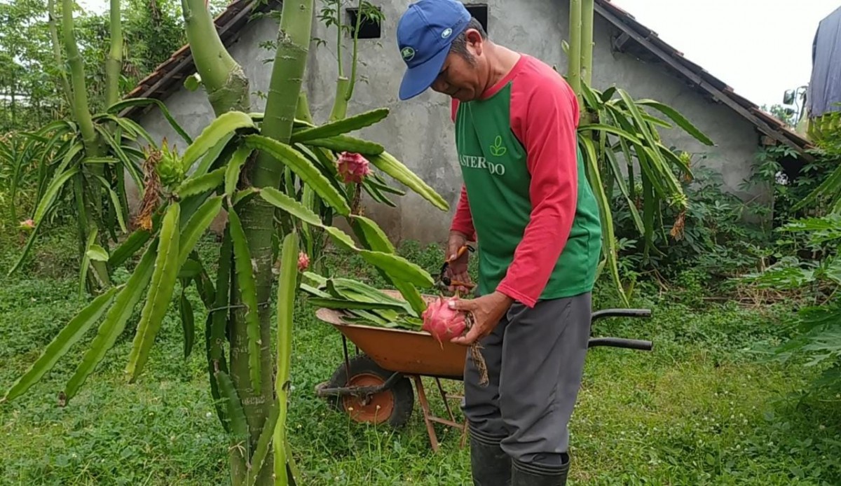 Asnawi, petani buah naga asal Desa Keras, Kecamatan Diwek, Kabupaten Jombang (Foto-foto: Elok Pribadi/jatimnow.com)