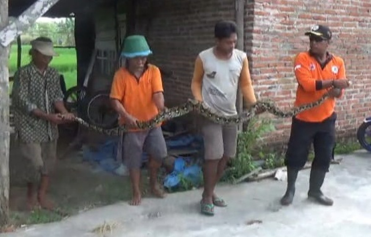 Ular Sanca Kembang Penghuni Rumah Kosong Ditangkap, Sering Memangsa Ternak