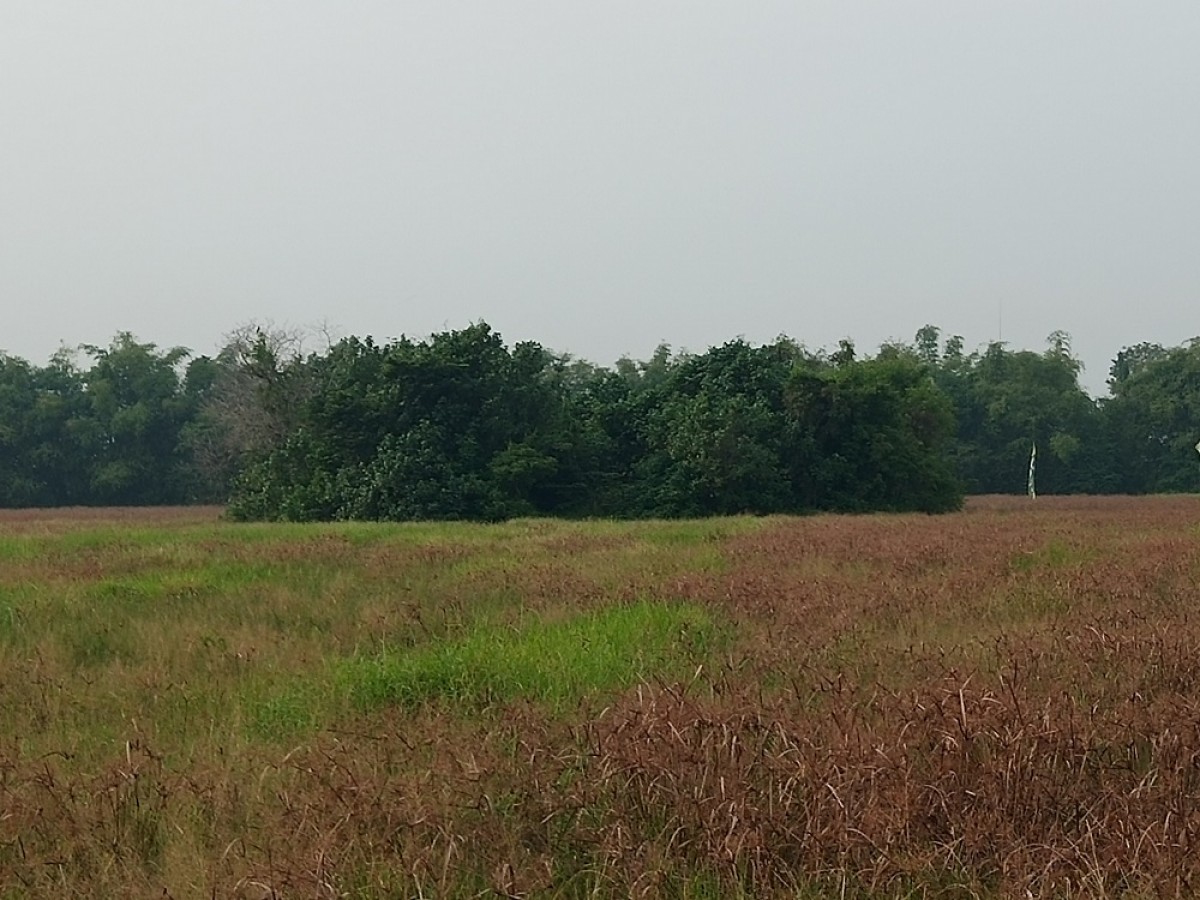 Gundukan tanah di tengah sawah atau Pasinan. (Foto: Zainul Fajar/jatimnow.com)