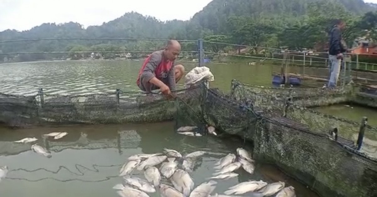 Ribuan ikan yang mati di Telaga Ngebel. (Foto: Fauzi Ahmad/jatimnow.com)