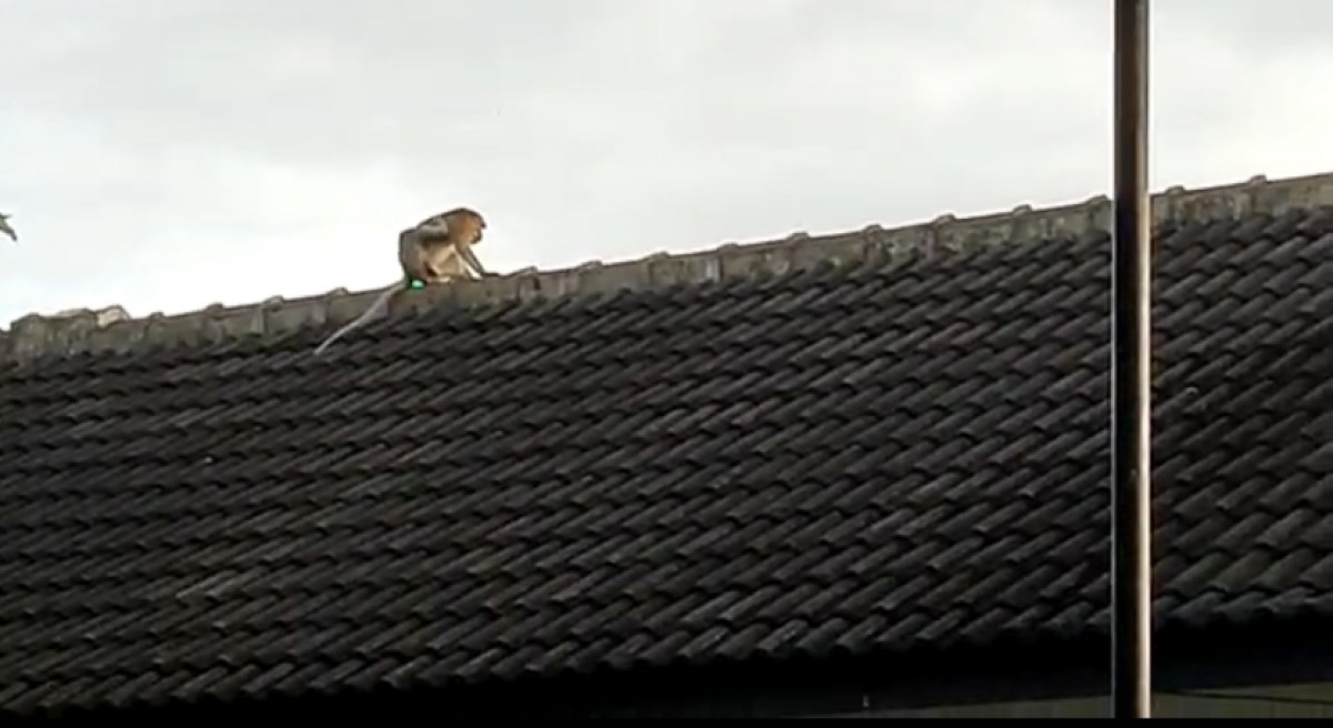 foto: tangkapan layar.