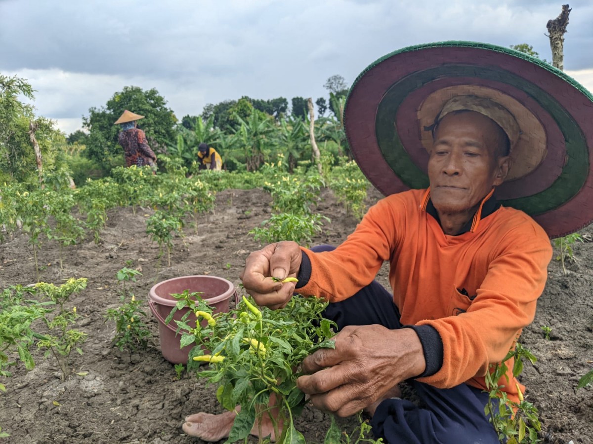 Petani Cabai di Mojokerto Panen Lebih Cepat Gegara Faktor Ini