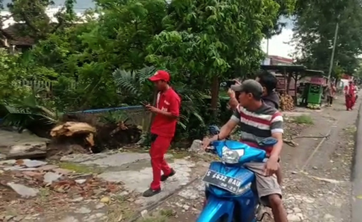 Diterjang Angin, Pohon Setinggi 15 M di Jombang Ambruk, Listrik Padam