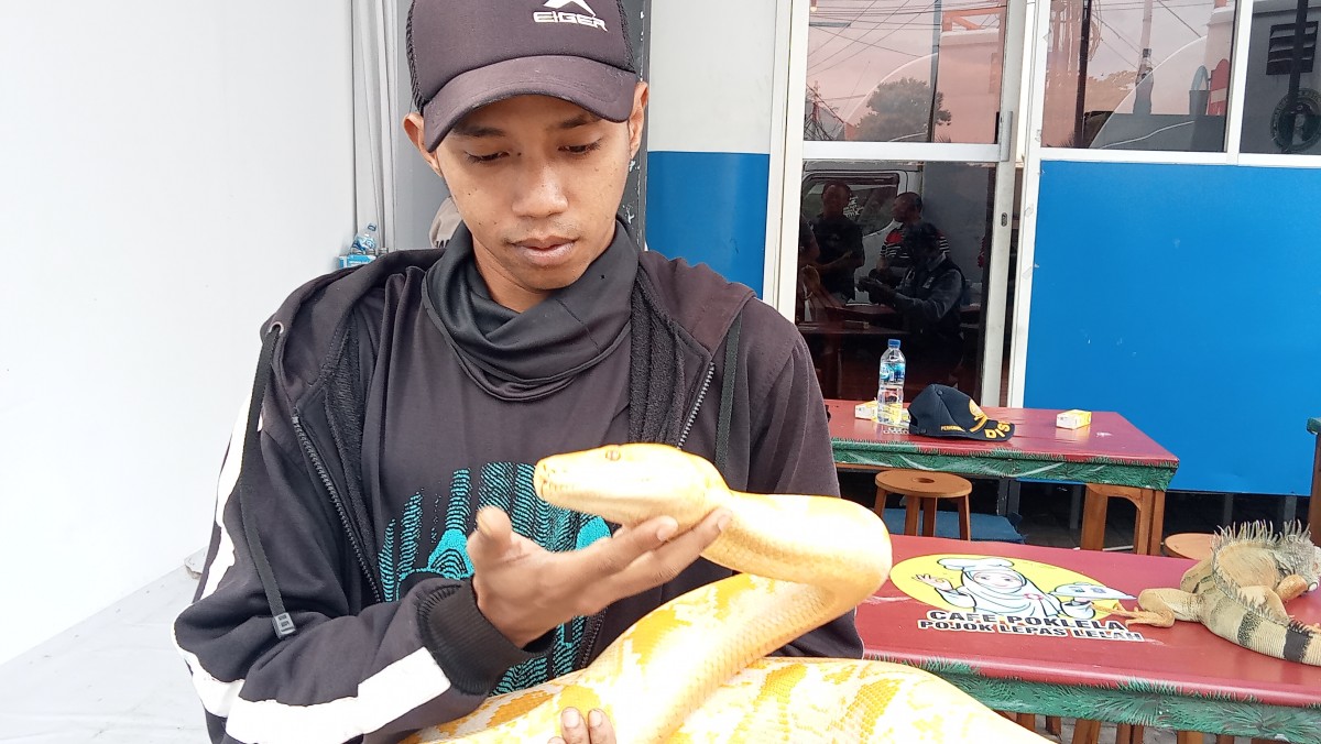 Mashudi bersama ular piton kesayangannya. (Foto-foto: Moch. Rois/jatimnow.com)