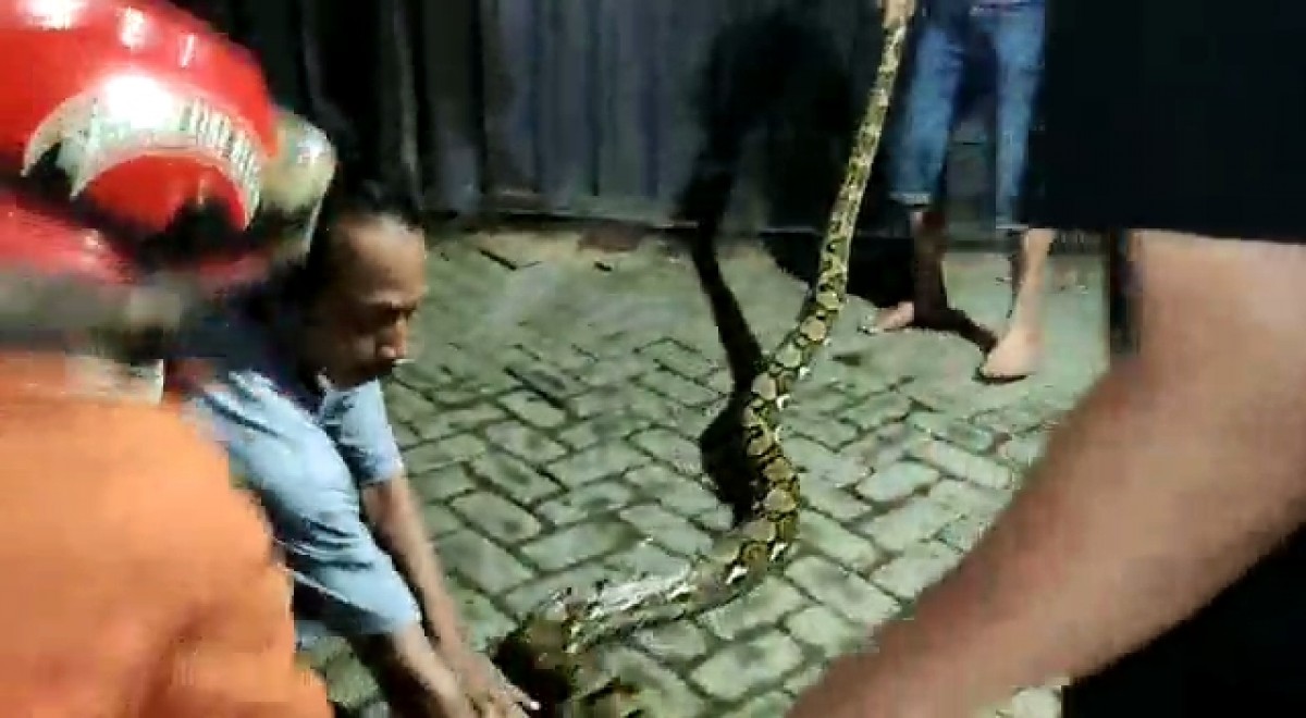 Petugas BPBD Kota Pasuruan saat menjinakkan ular snca sepanjang 6 meter. (foto: BPBD Kota Pasuruan for jatimnow.com)