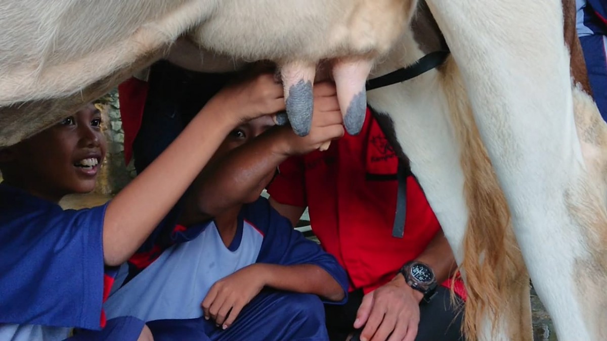 Wisatawan diajarkan cara memerah susu sapi di KSD. (foto: Bramanta Pamungkas/jatimnow.com)