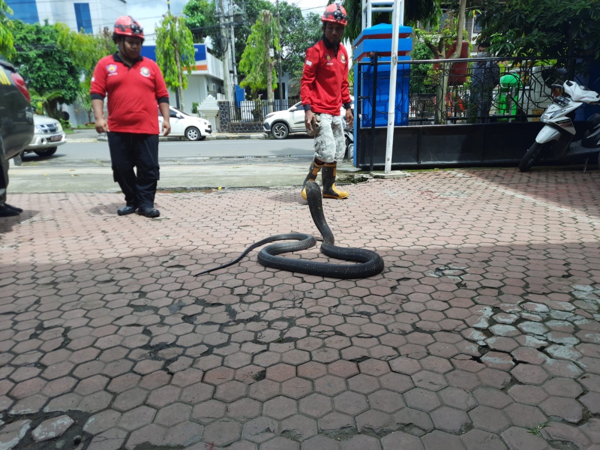 Ular king cobra yang diserahkan Satpol PP ke BKSDA (Foto-foto: Bramanta Pamungkas/jatimnow.com)