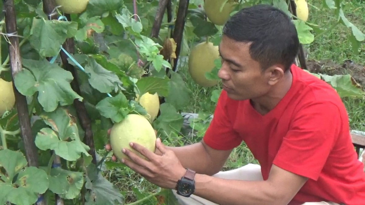 Petani Trenggalek Sukses Budidayakan Melon Premium, Pasok Supermarket se-Jatim