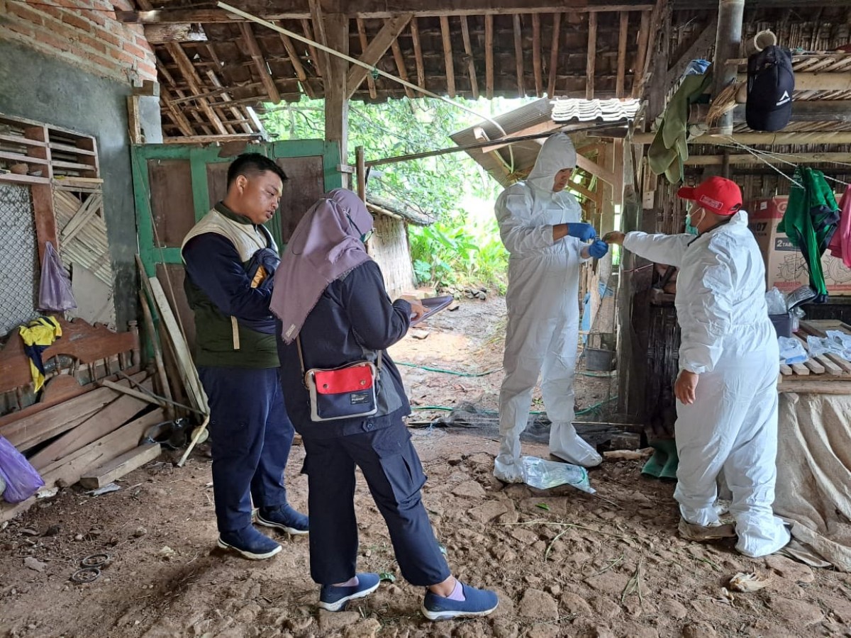 Peternak di Ponorogo Wajib Waspada! 3 Ekor Sapi Dilaporkan Terindikasi LSD