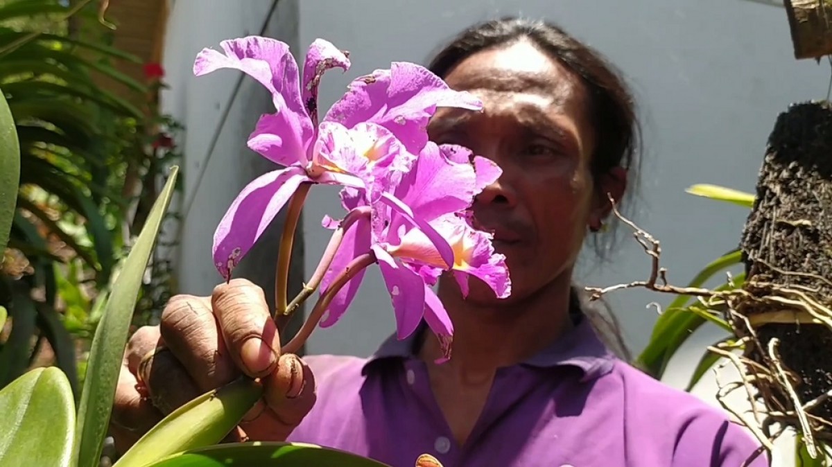 Salah satu anggrek yang dibudidayakan oleh Suyanto warga Dusun Pengajaran, Desa Galengdowo, Wonosalam. (Foto-foto: Elok Aprianto/jatimnow.com)