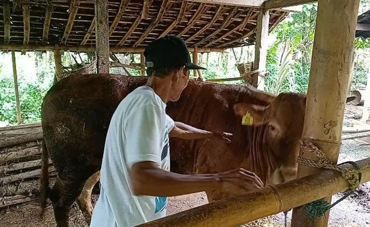 Sapi di Desa Wotan, Kecamatan Pulung, Kabupaten Ponorogo yang terjangkit LSD (Foto: Ahmad Fauzani/jatimnow.com)