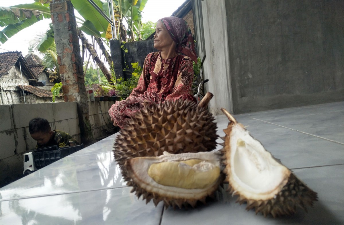 Penampakan buah durian mugit varietas asli Bojonegoro (Foto-foto: Misbahul Munir/jatimnow.com)