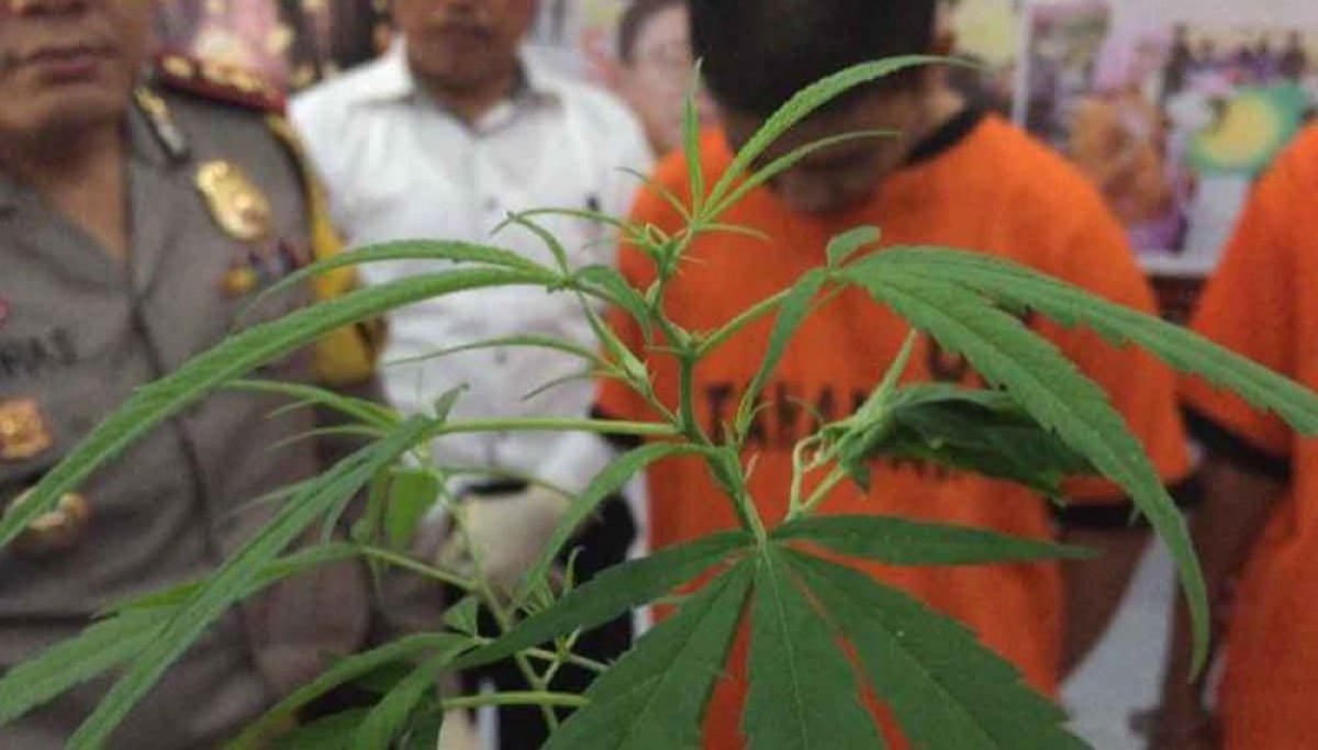 Ilustrasi pohon ganja (Foto: Dok. jatimnow.com)