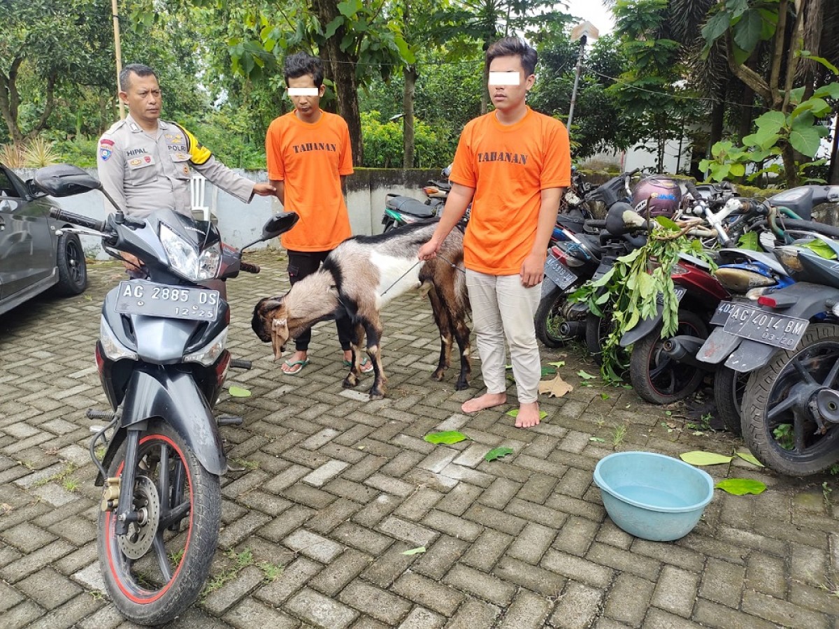Dua Pria di Kediri Curi Kambing untuk Beli Burung dan Bayar Kos