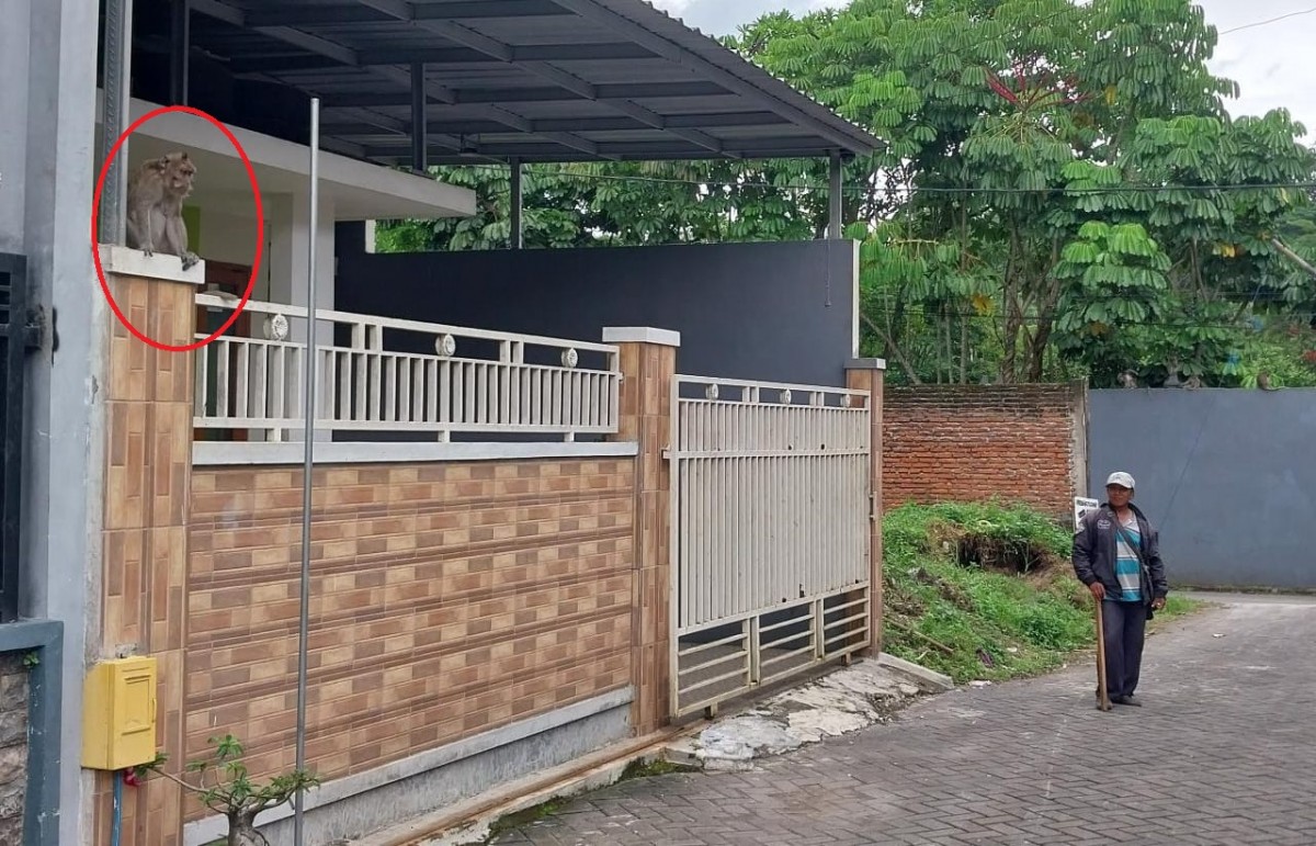 Monyet yang berada di pagar rumah warga Perumahan Faniah Wendit Regency. (Foto: Galih Rakasiwi/jatimnow.com)