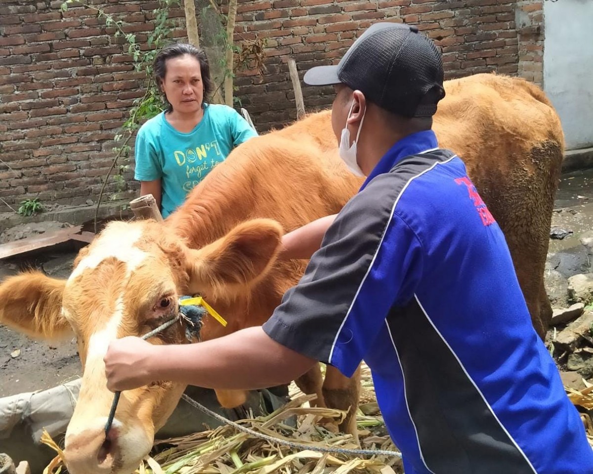 Sapi yang divaksin petugas dari Dinas Peternakan Jombang. (Foto: Elok Aprianto/jatimnow.com)