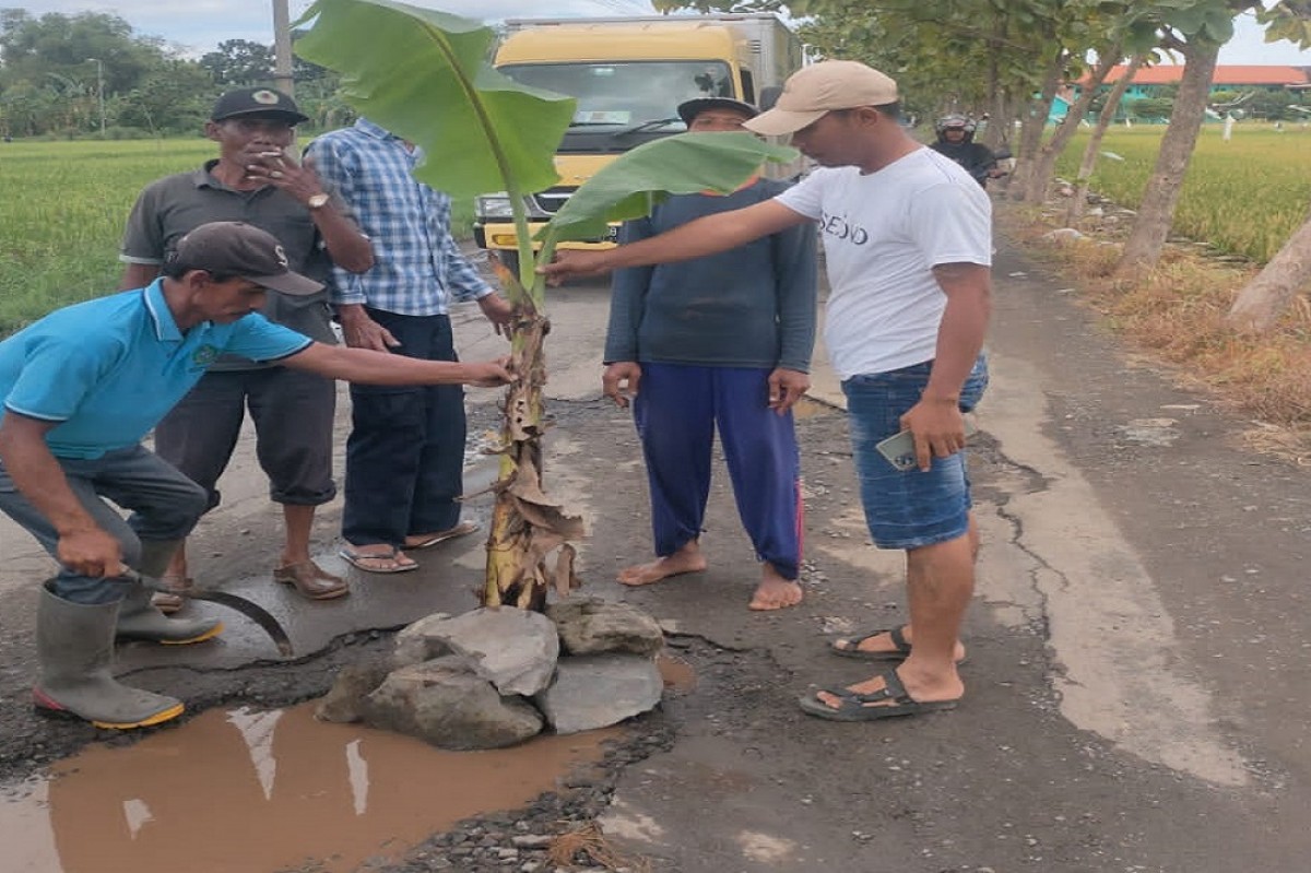 Penanaman pohon pisang di jalan rusak oleh warga. (Foto: Zainul Fajar/jatimnow.com)
