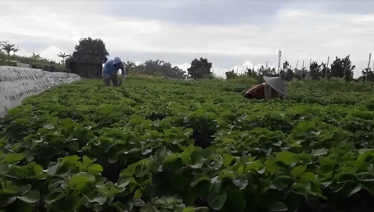 Petani Stroberi Kota Batu Menjerit Terdampak Cuaca Buruk